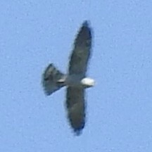 Mississippi Kite - ML657129879