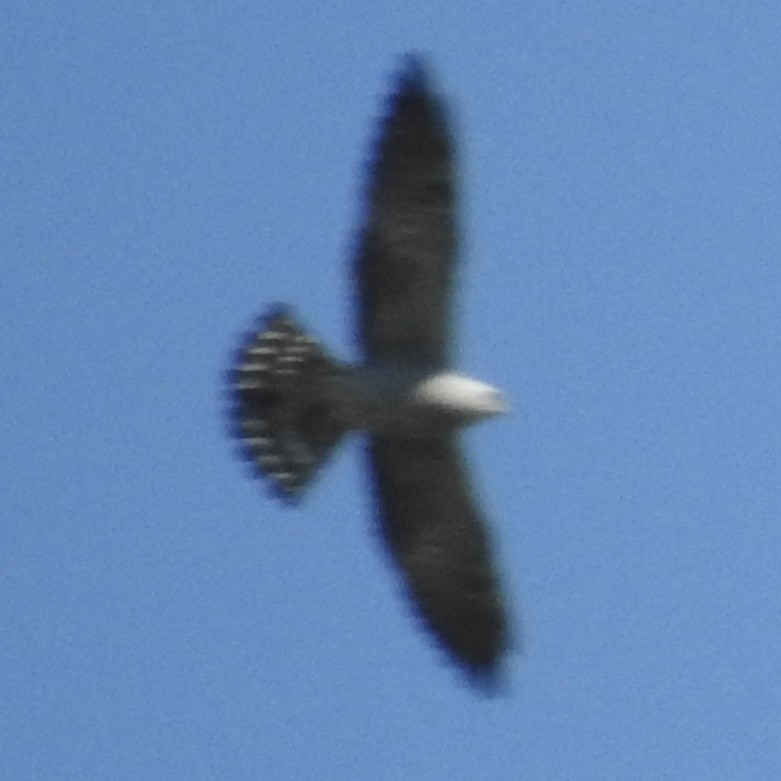 Mississippi Kite - ML657129880