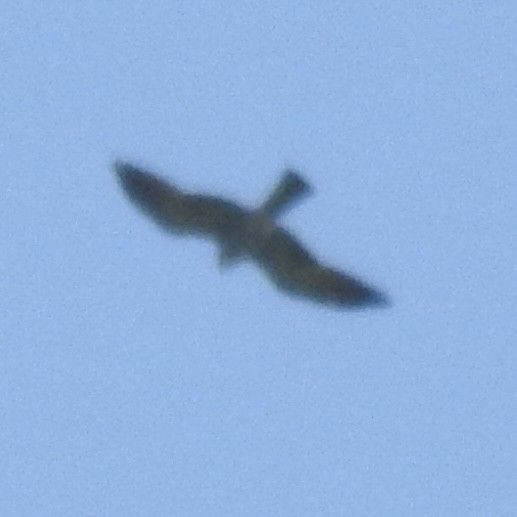 Mississippi Kite - ML657129881