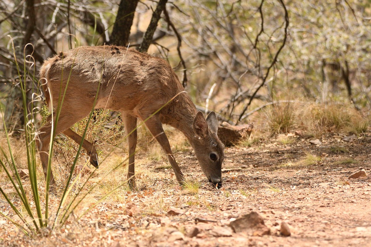 Desert Mule Deer - ML657130072