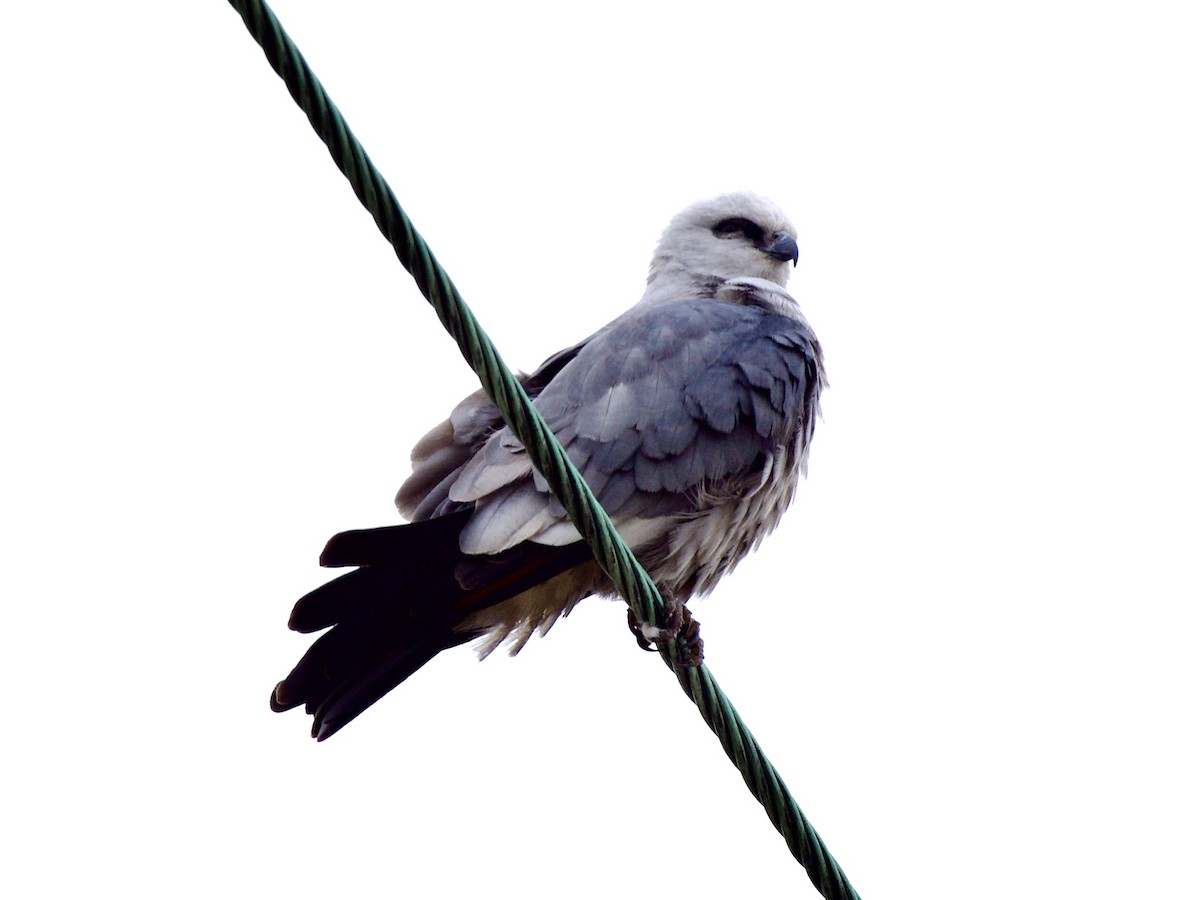 Mississippi Kite - ML657130375