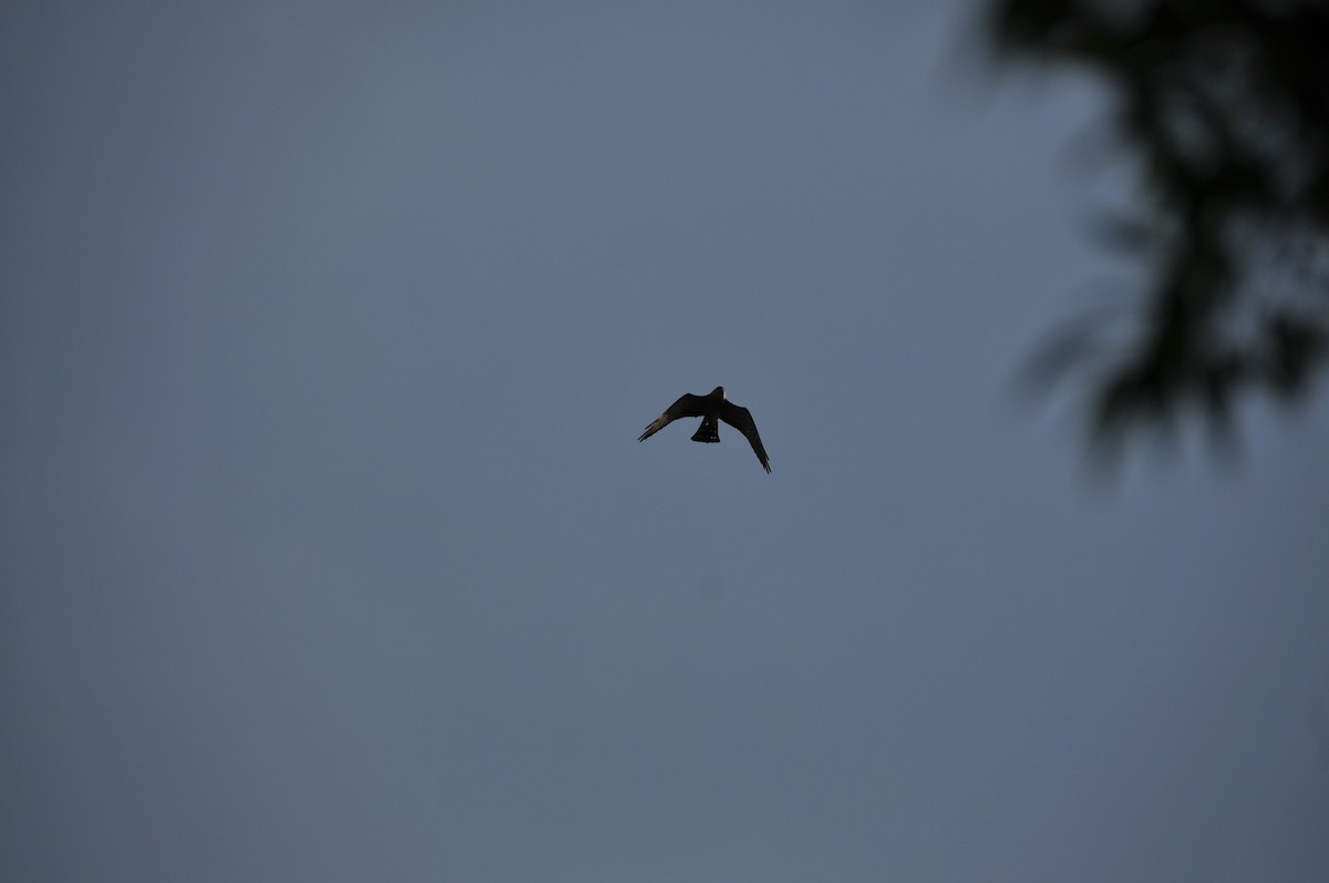 Mississippi Kite - ML657130775