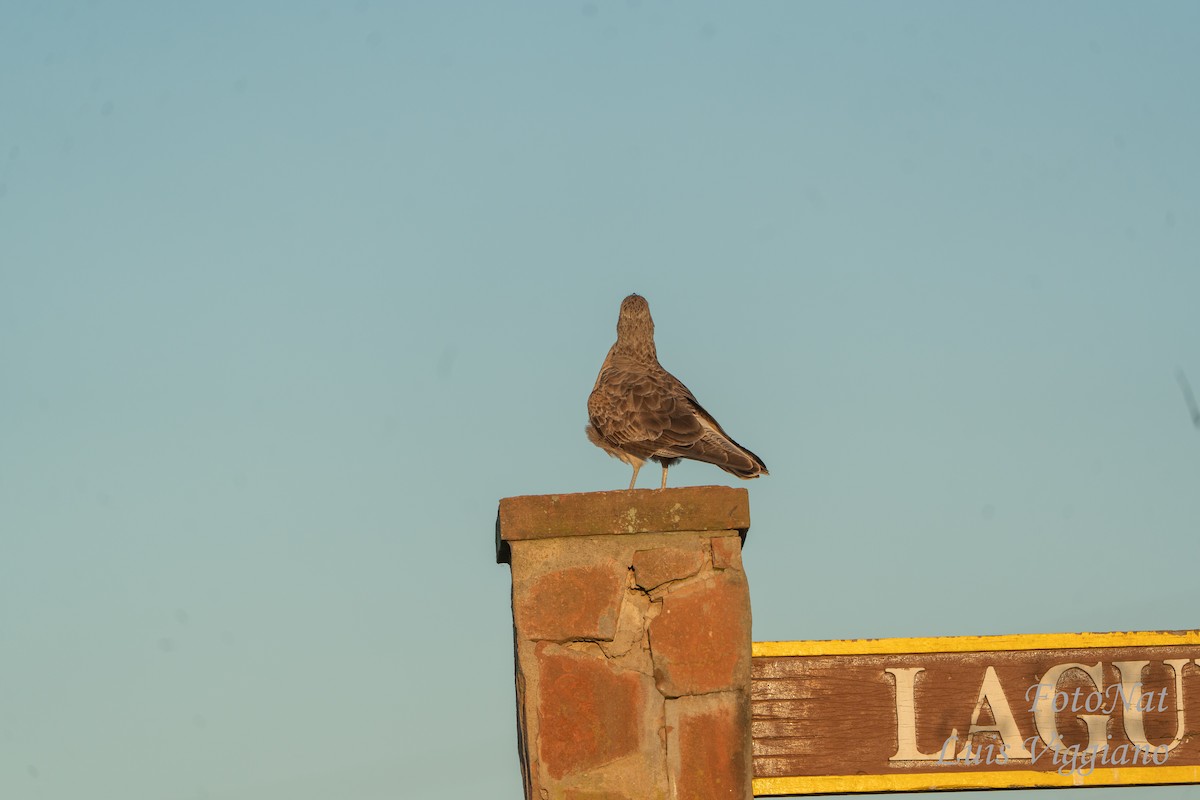 Химанго - ML657131457