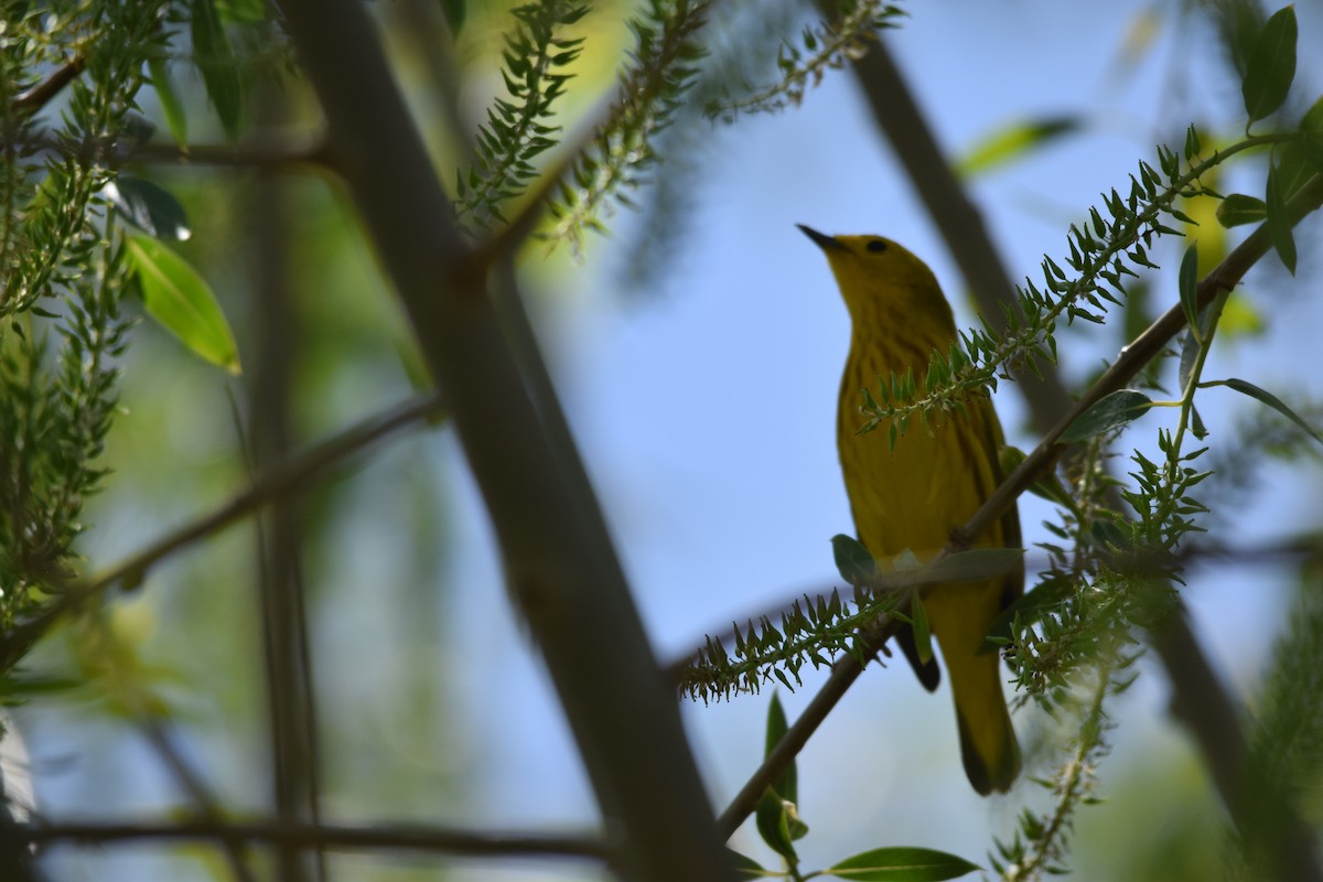 Northern Yellow Warbler - ML657131483