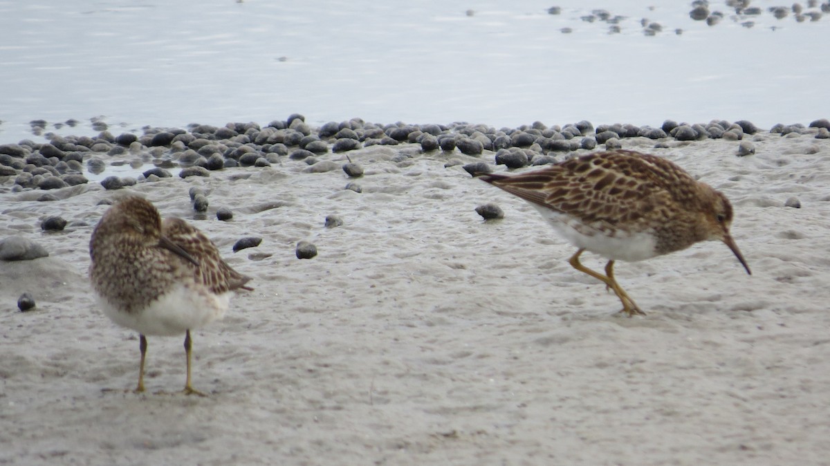 Pectoral Sandpiper - ML65713151