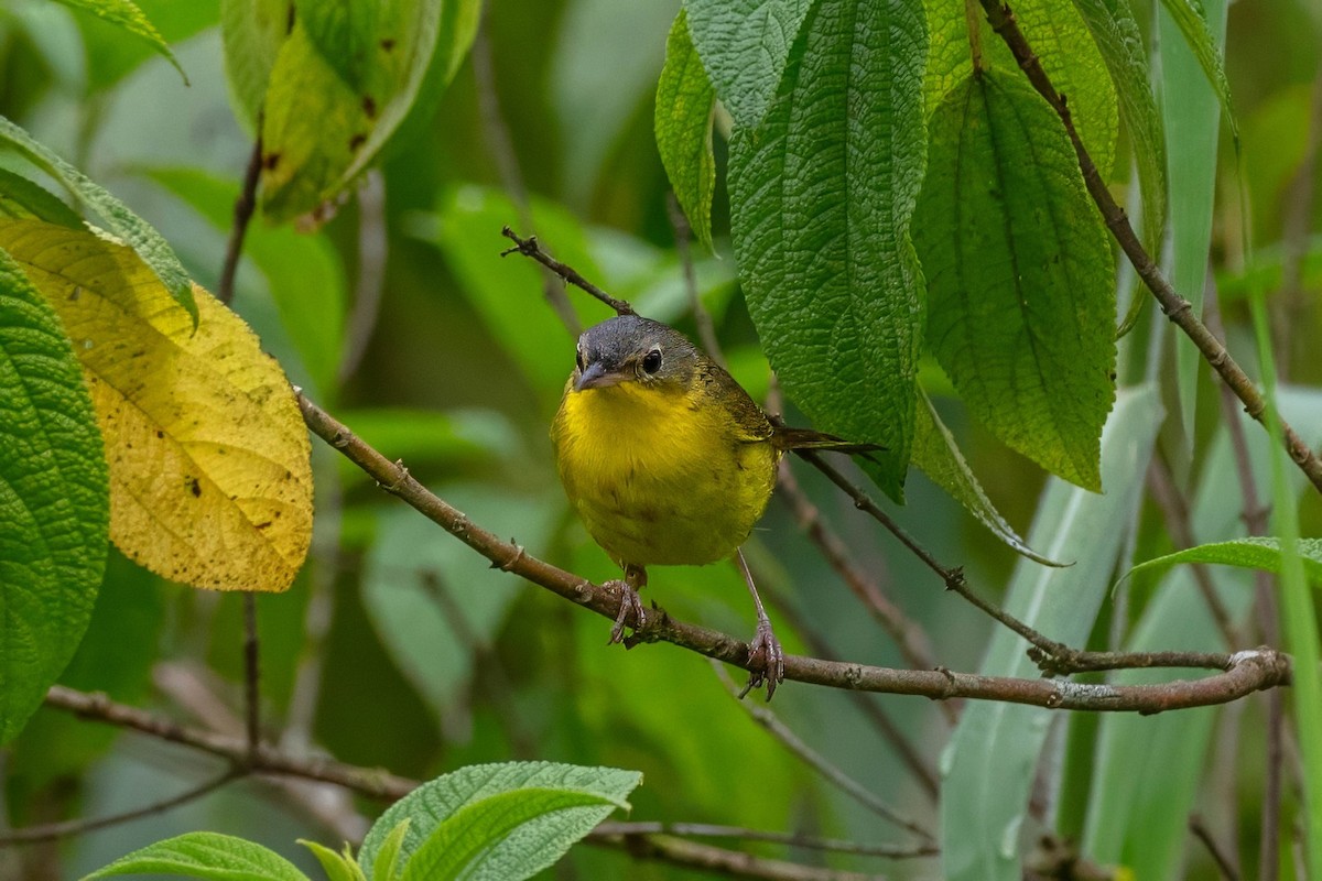 Southern Yellowthroat - ML657131512