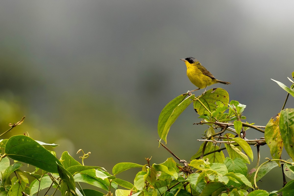 Southern Yellowthroat - ML657131513