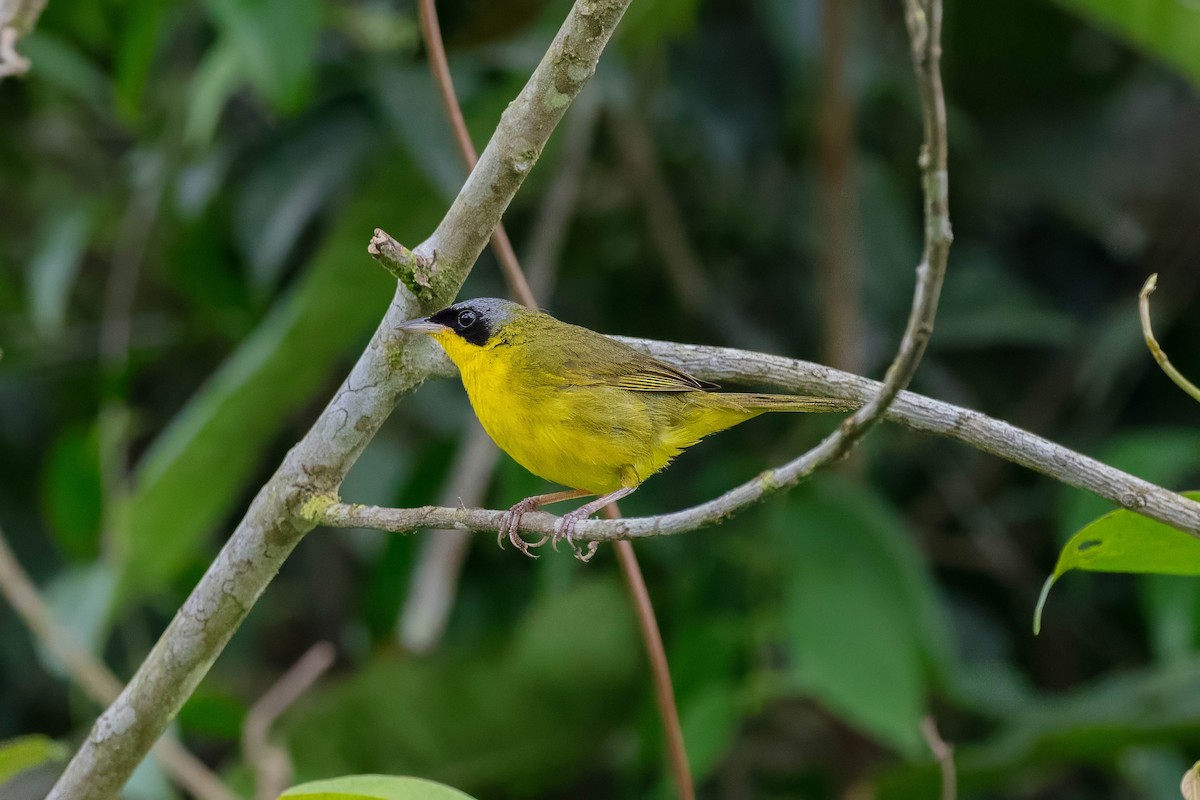 Southern Yellowthroat - ML657131514
