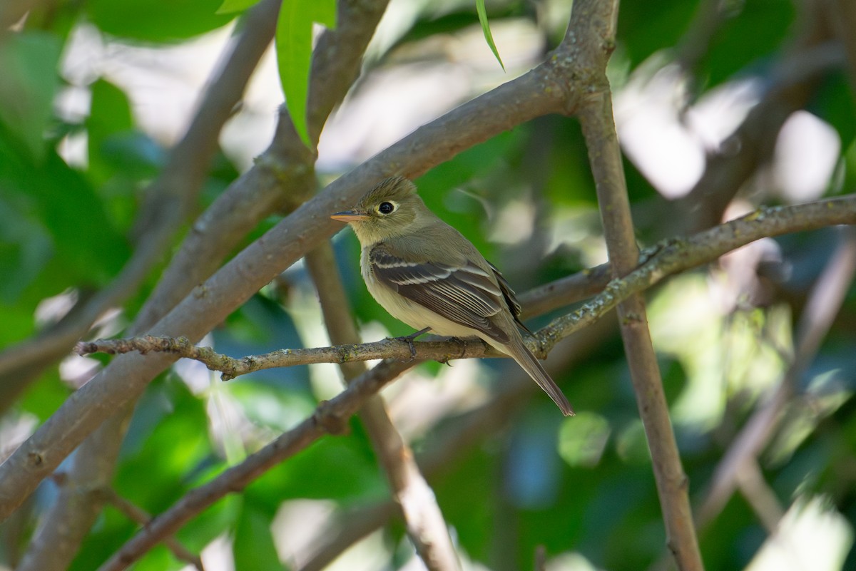 Western Flycatcher - ML657131516