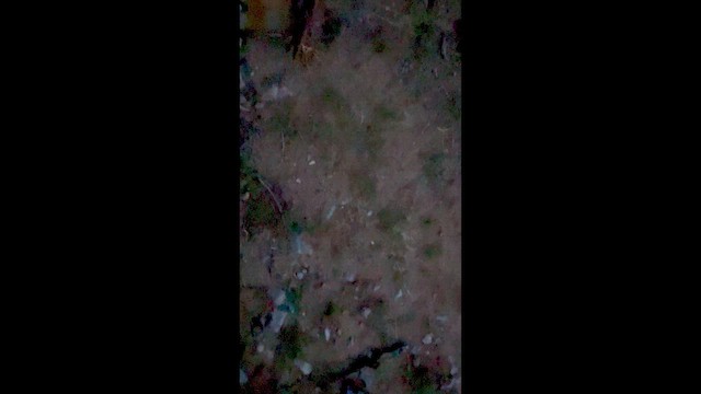 Тукухіло - ML657132679