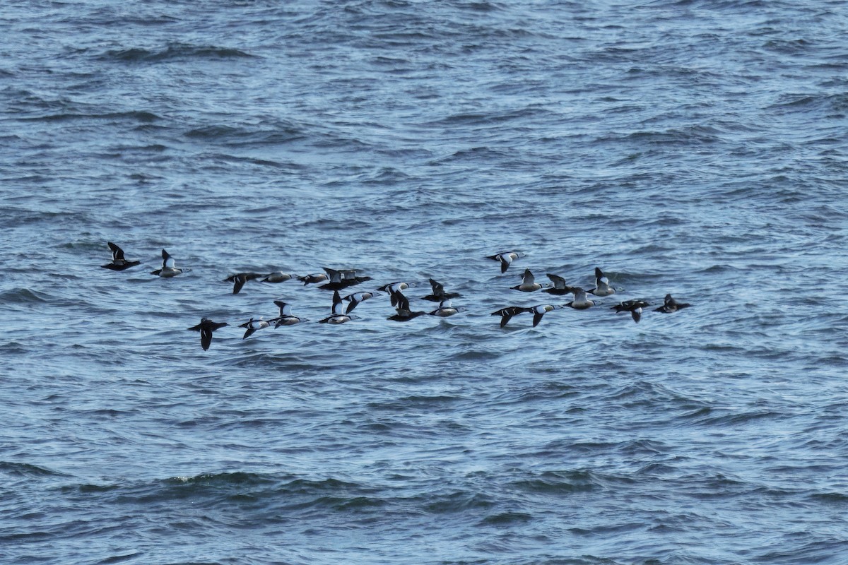 Steller's Eider - ML657132897
