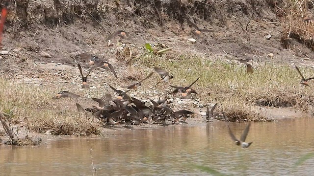 Cliff Swallow - ML657132959