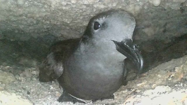 Markham's Storm-Petrel - ML657133251