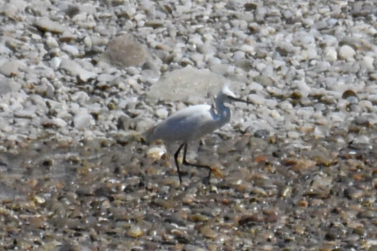 Little Egret - ML657133504