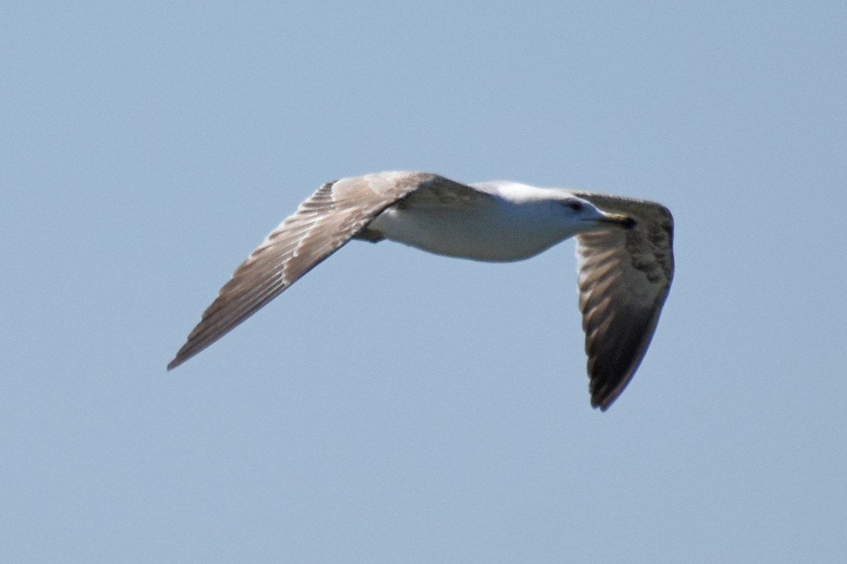 Yellow-legged Gull - ML657133532