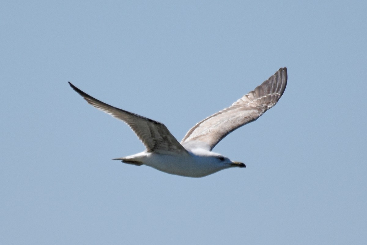 Yellow-legged Gull - ML657133581