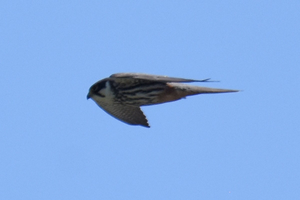 Eurasian Hobby - ML657133607
