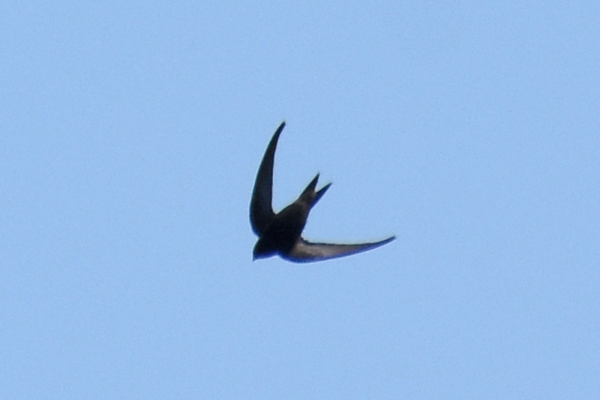 Common Swift - ML657133619