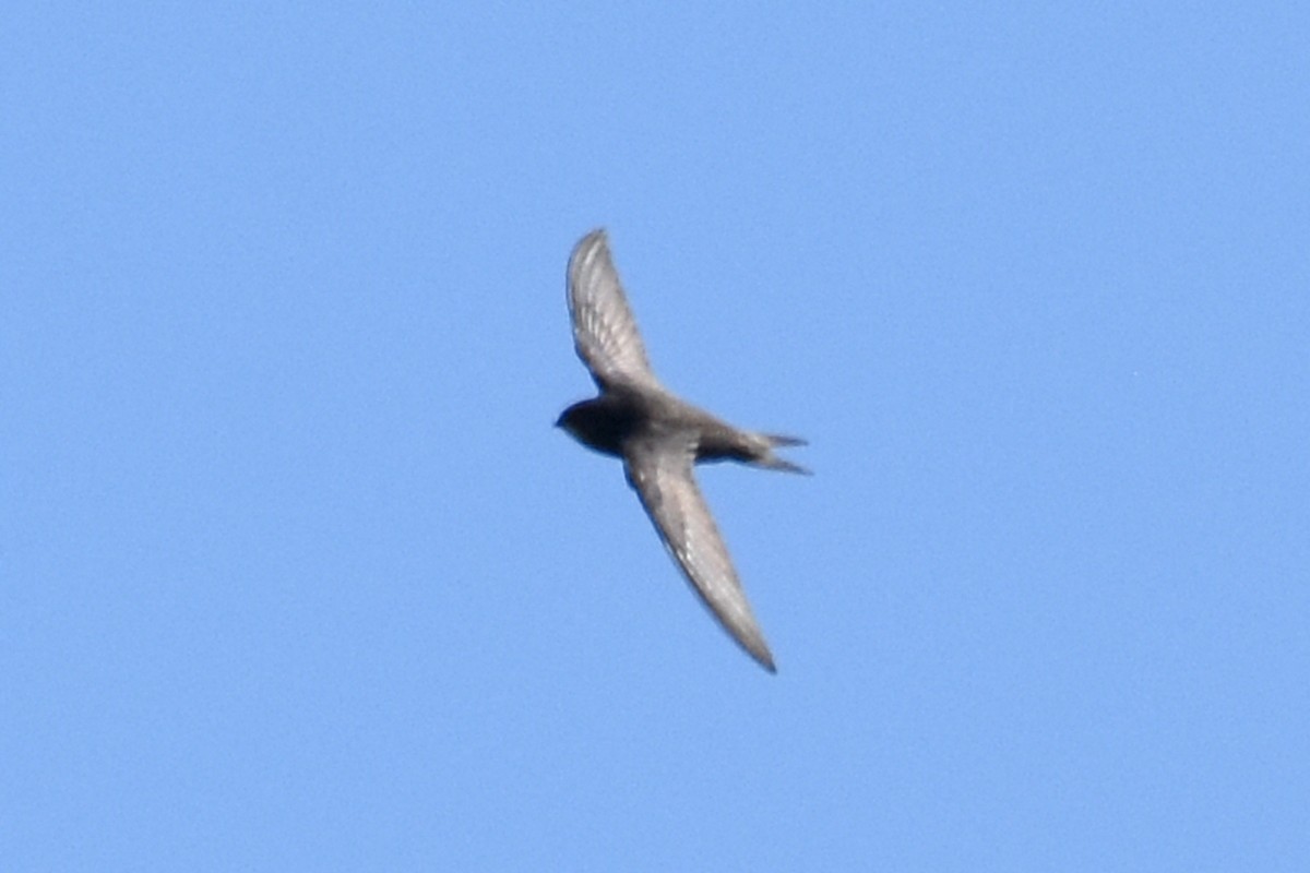 Common Swift - ML657133675