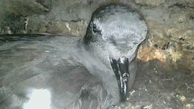 Markham's Storm-Petrel - ML657133860