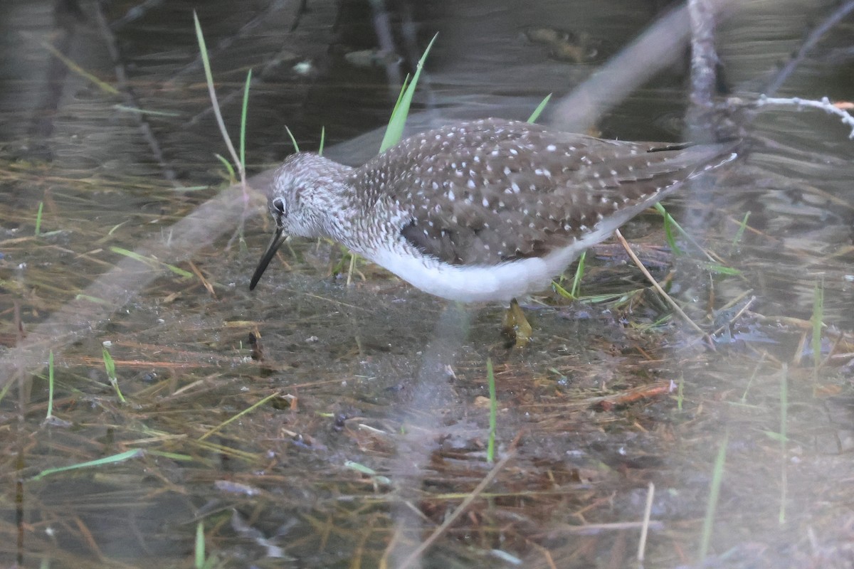eremittsnipe (solitaria) - ML657134074