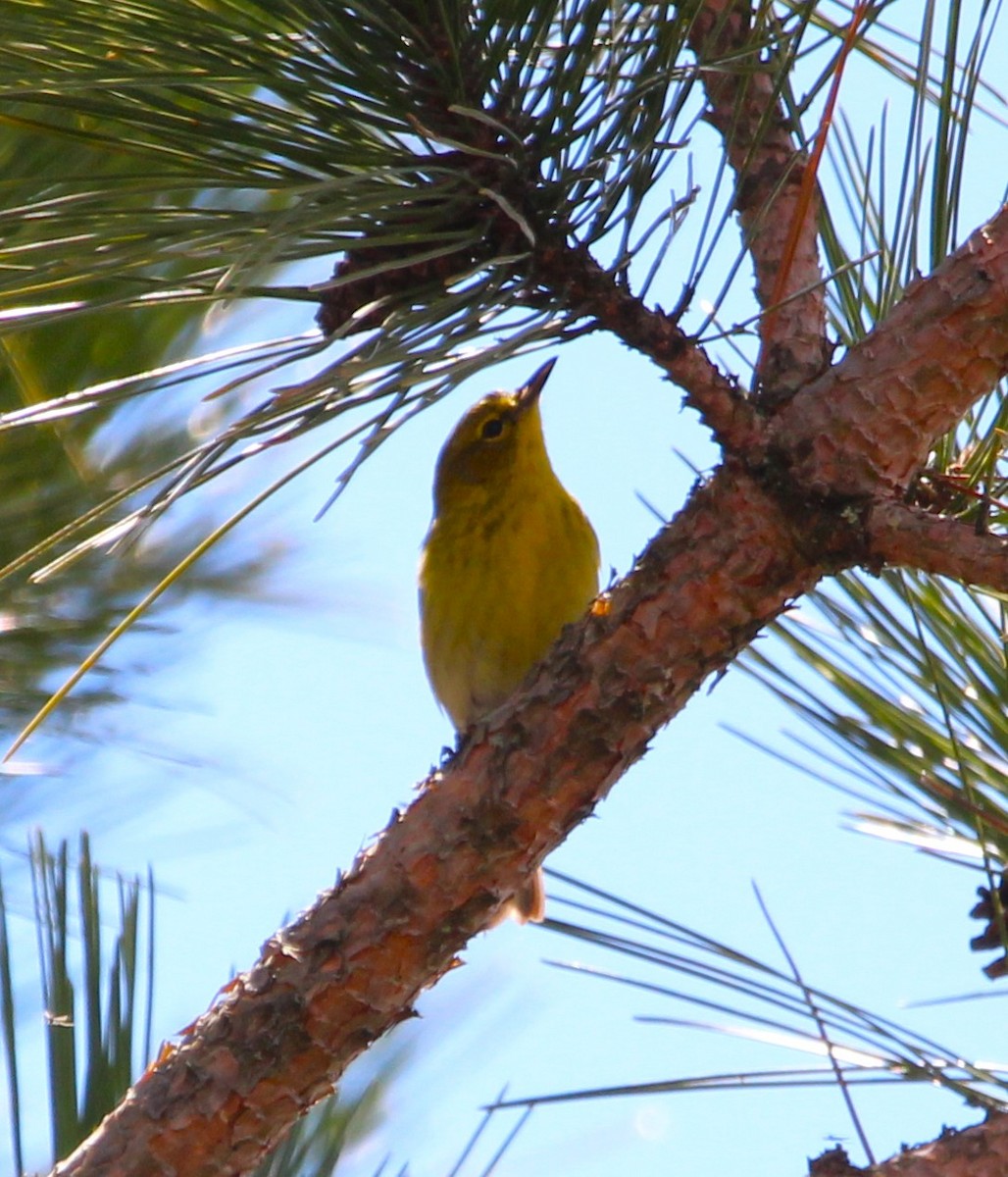 Pine Warbler - ML657134761