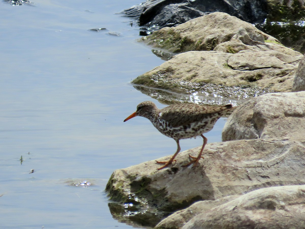 Spotted Sandpiper - ML657134785