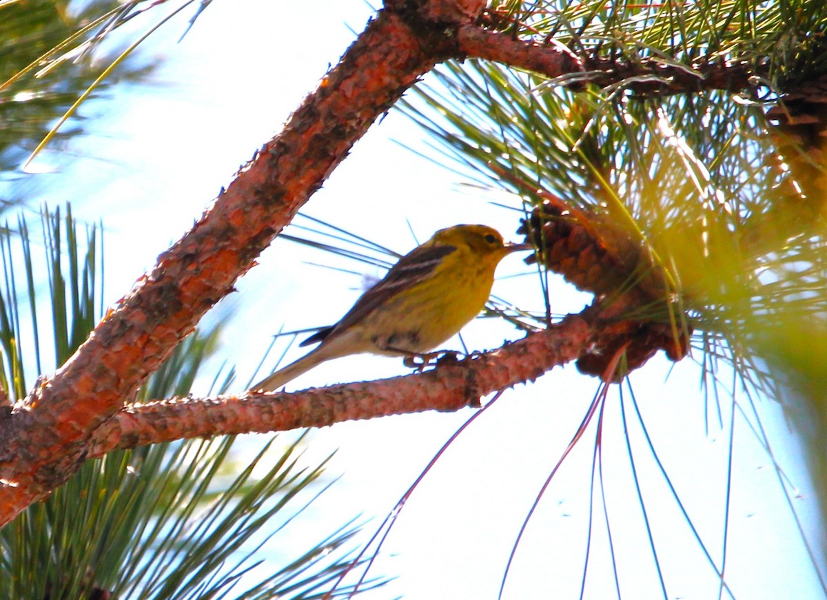 Pine Warbler - ML657134787