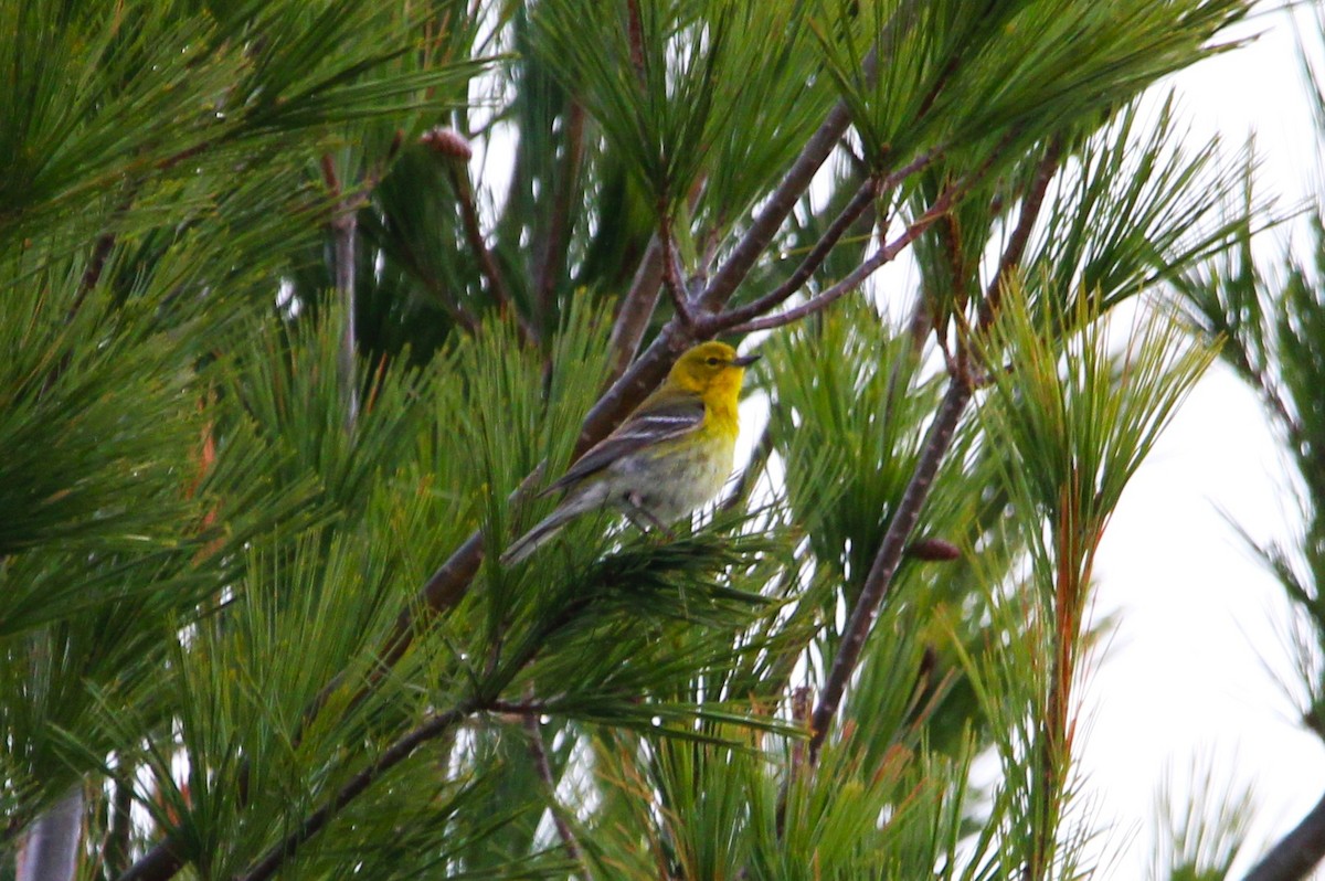 Pine Warbler - ML657134809