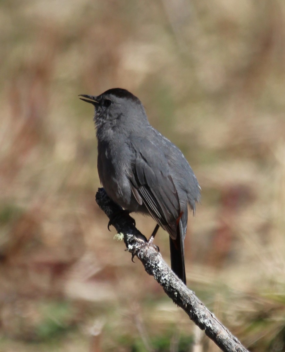 Gray Catbird - ML657135164