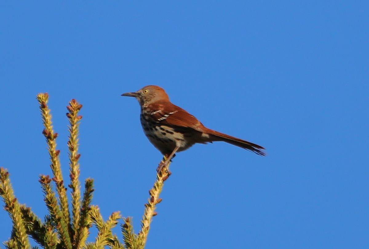 Brown Thrasher - ML657135181