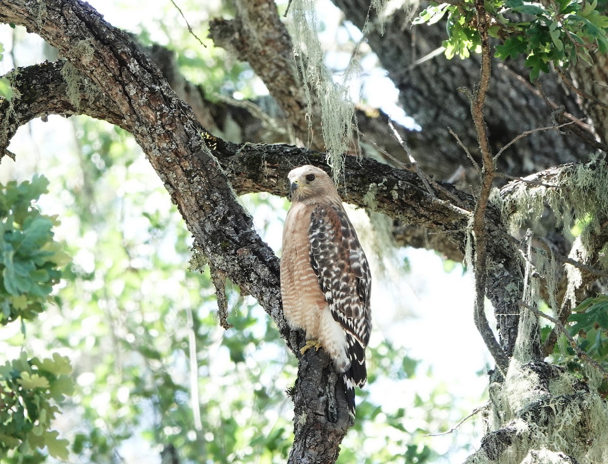 eBird Checklist - 10 May 2026 - La Gloria Rd: First five miles starting ...