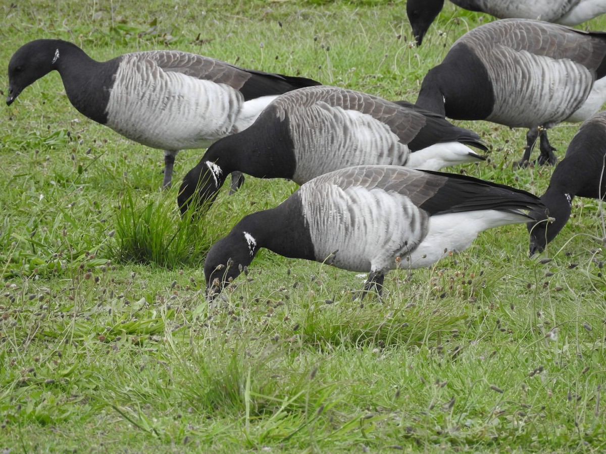 Branta musubeltza (hrota) - ML657137740