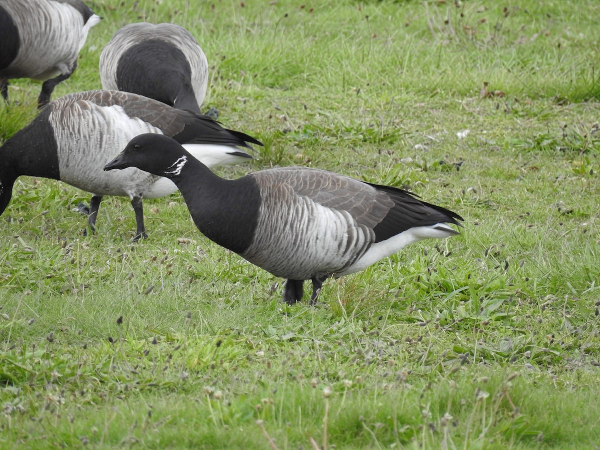 Branta musubeltza (hrota) - ML657137741