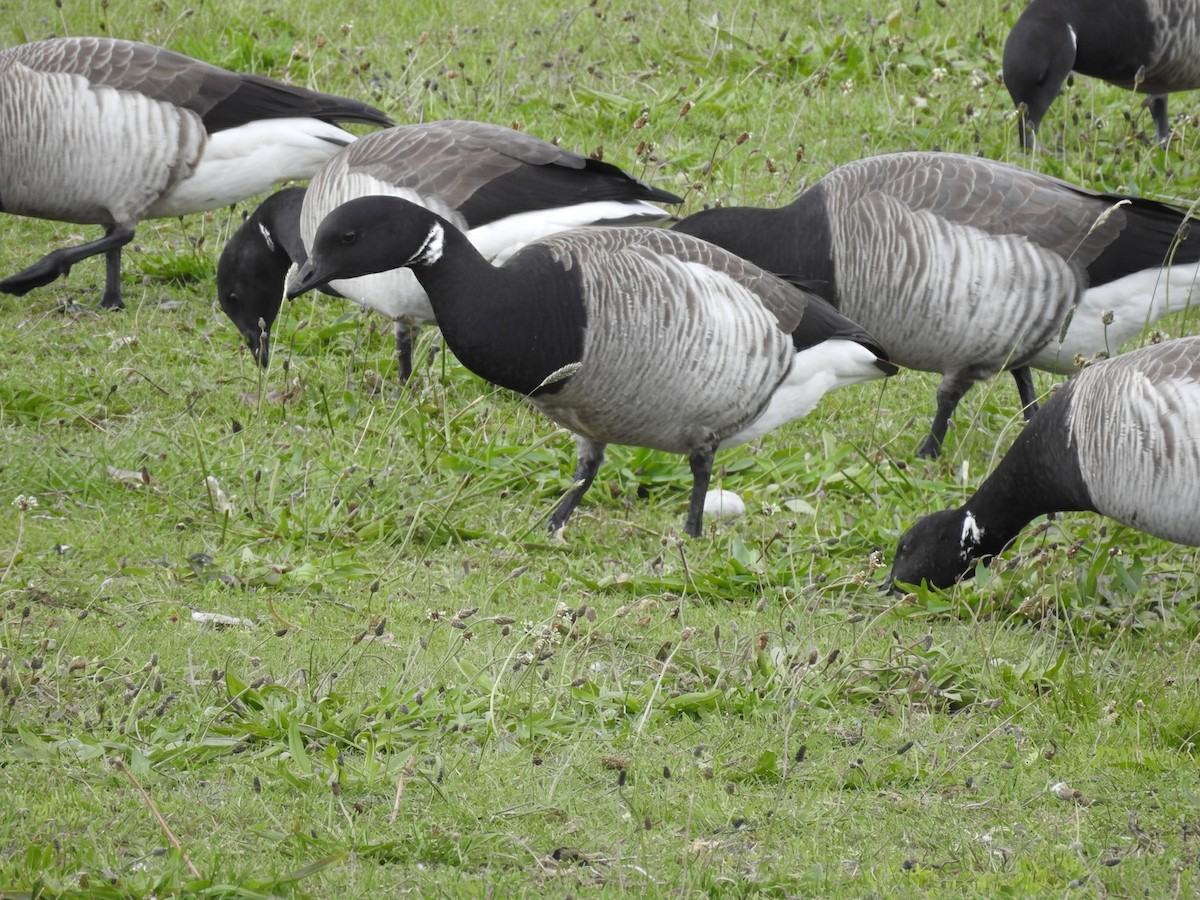 Branta musubeltza (hrota) - ML657137742