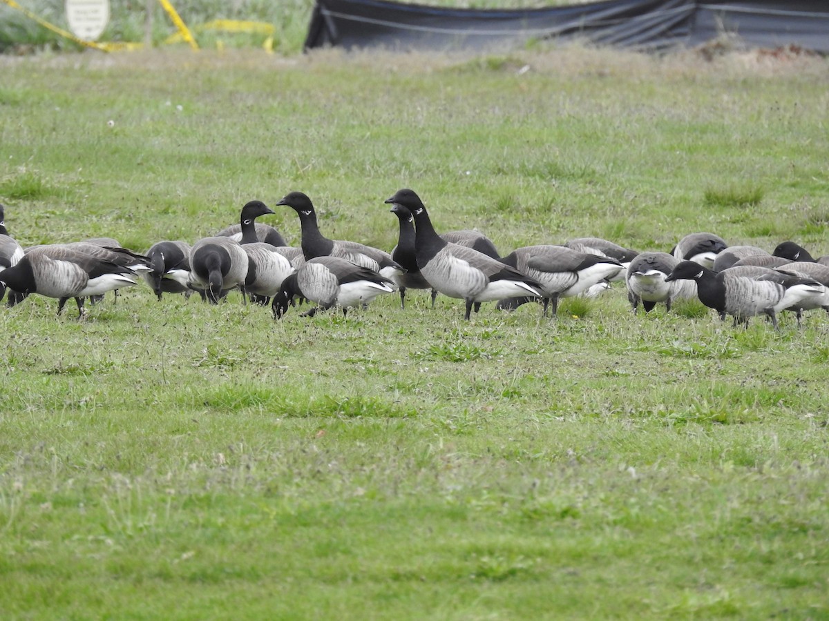 Branta musubeltza (hrota) - ML657137787