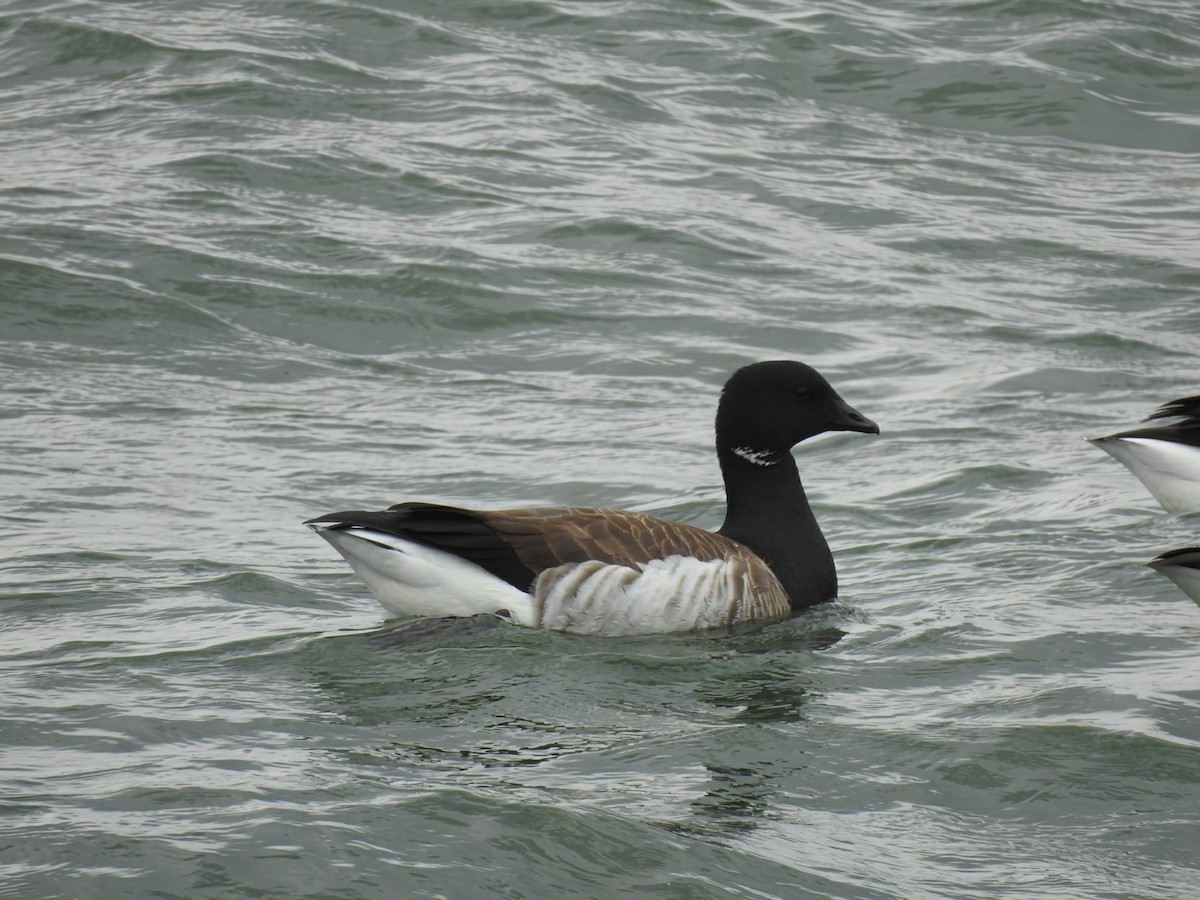 Branta musubeltza (hrota) - ML657137861