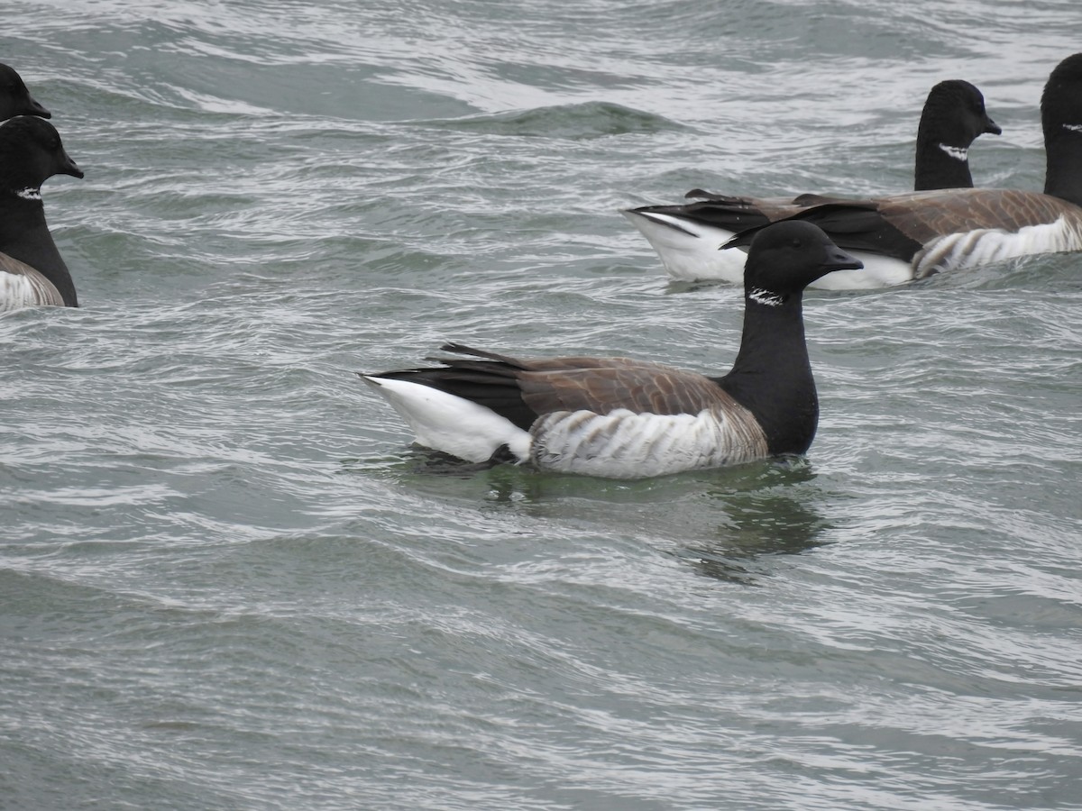 Branta musubeltza (hrota) - ML657137862