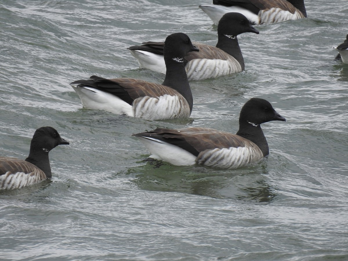 Branta musubeltza (hrota) - ML657137864