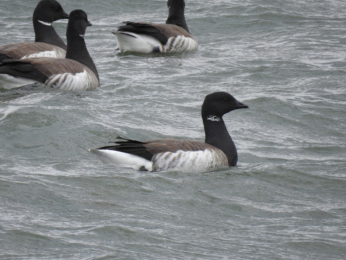 Branta musubeltza (hrota) - ML657137865
