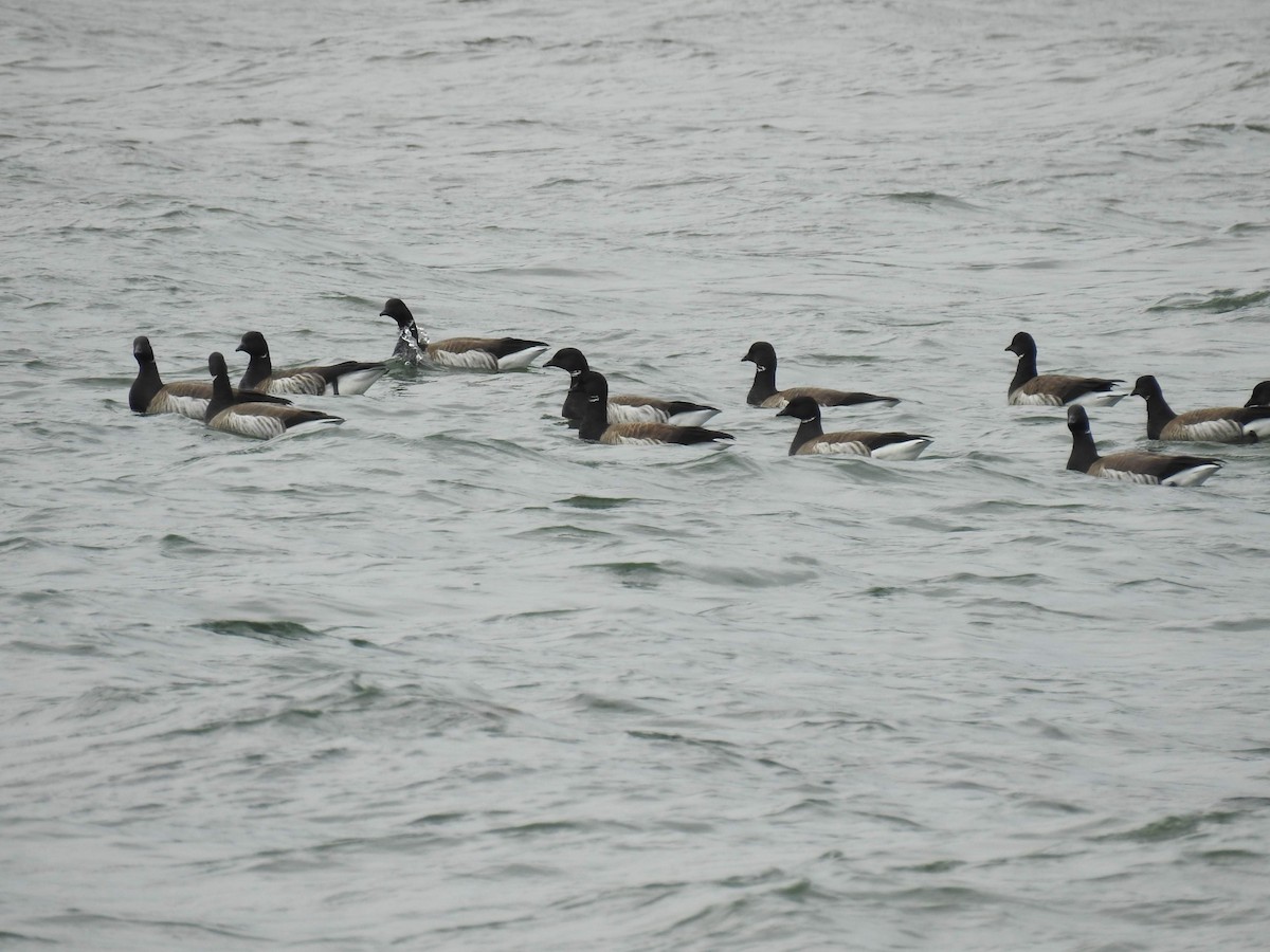 Branta musubeltza (hrota) - ML657137944