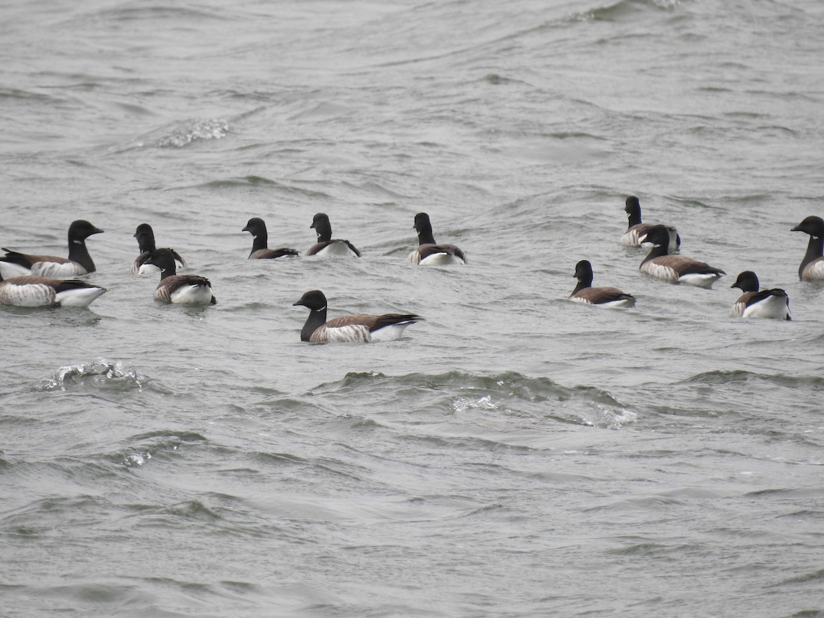 Branta musubeltza (hrota) - ML657137945