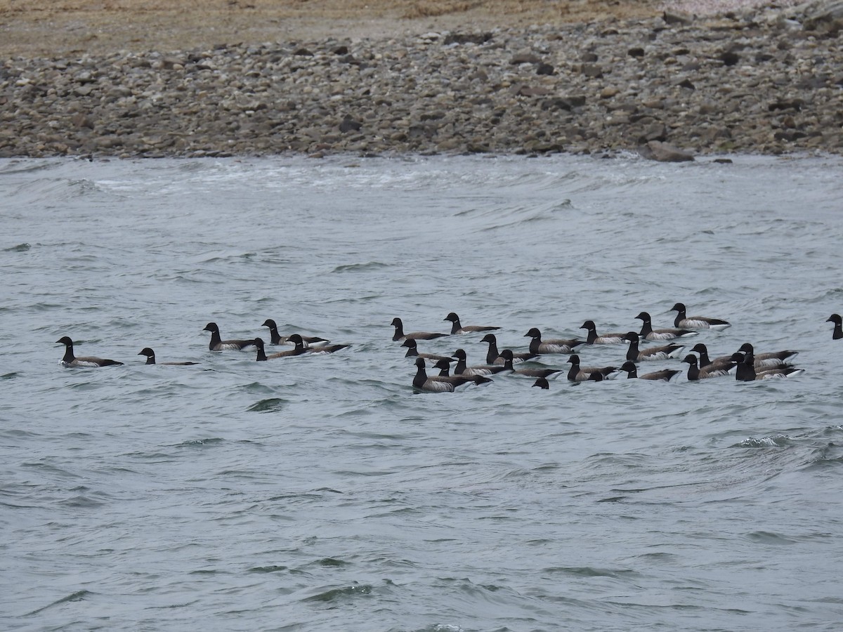 Branta musubeltza (hrota) - ML657137946