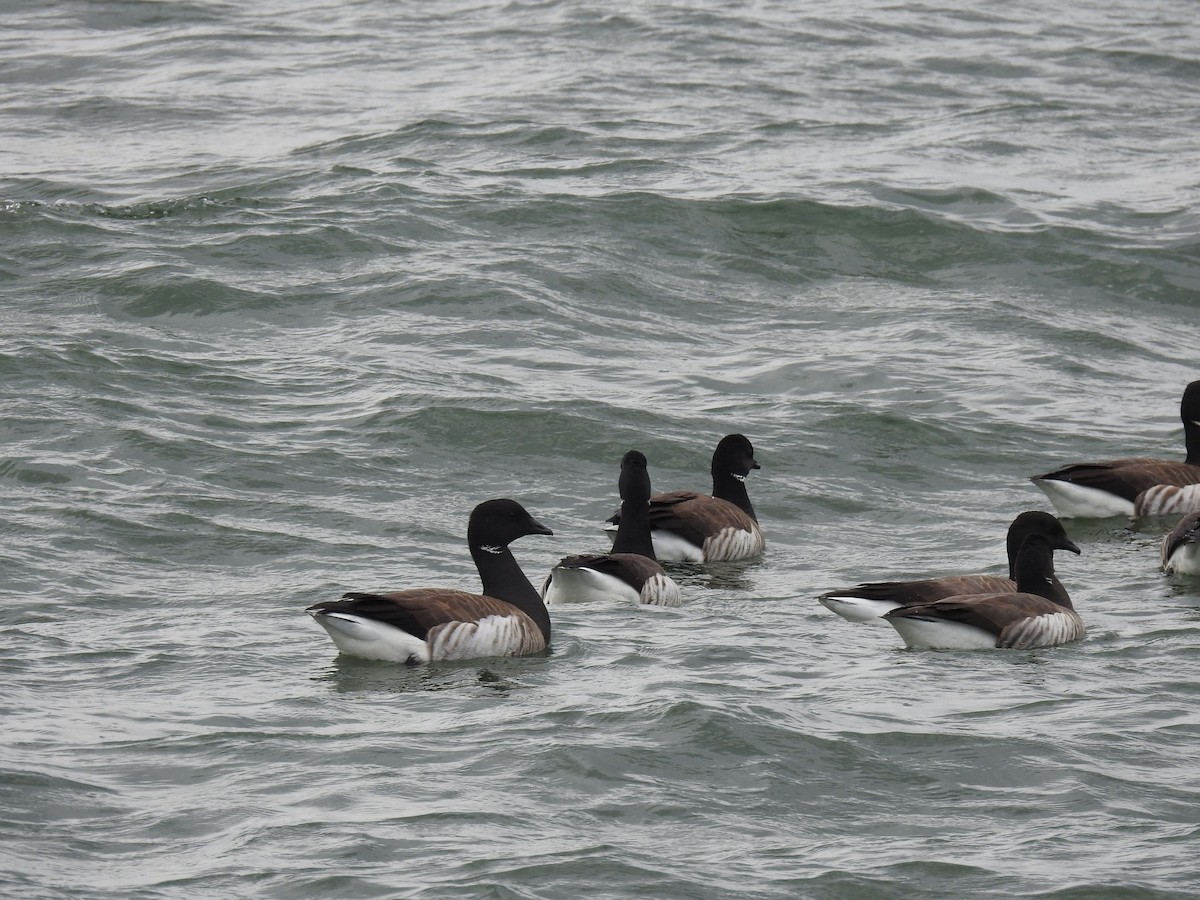 Branta musubeltza (hrota) - ML657137947