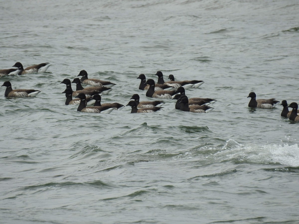 Branta musubeltza (hrota) - ML657137948