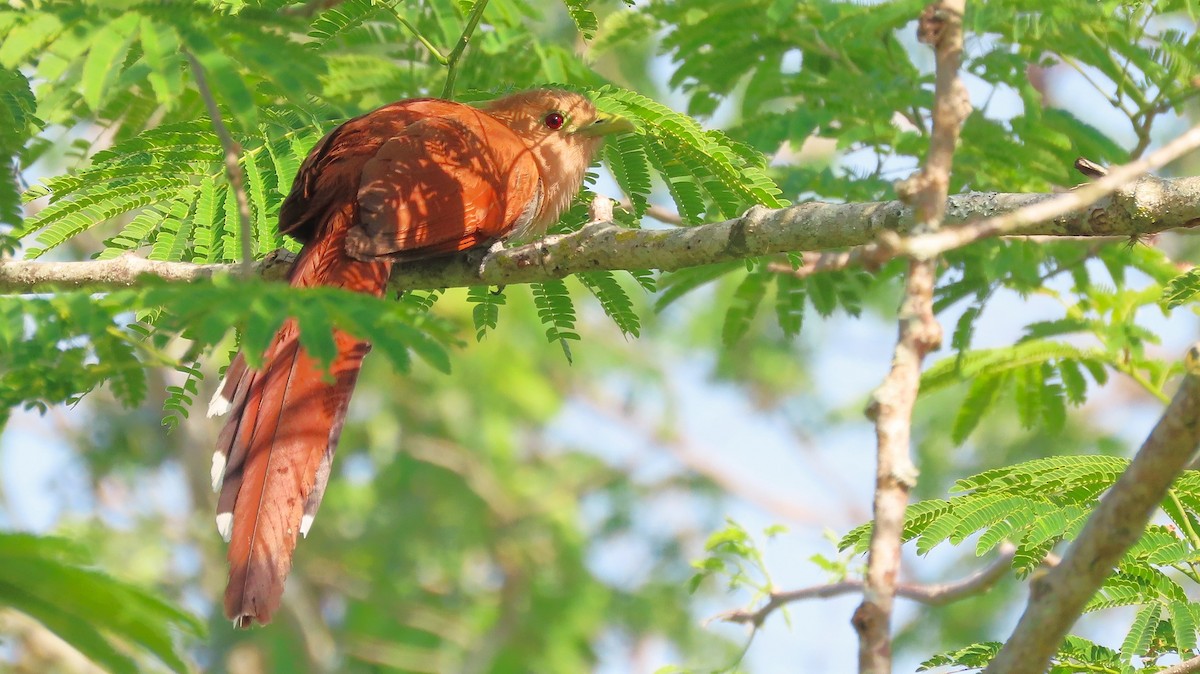 Common Squirrel-Cuckoo - ML657138201