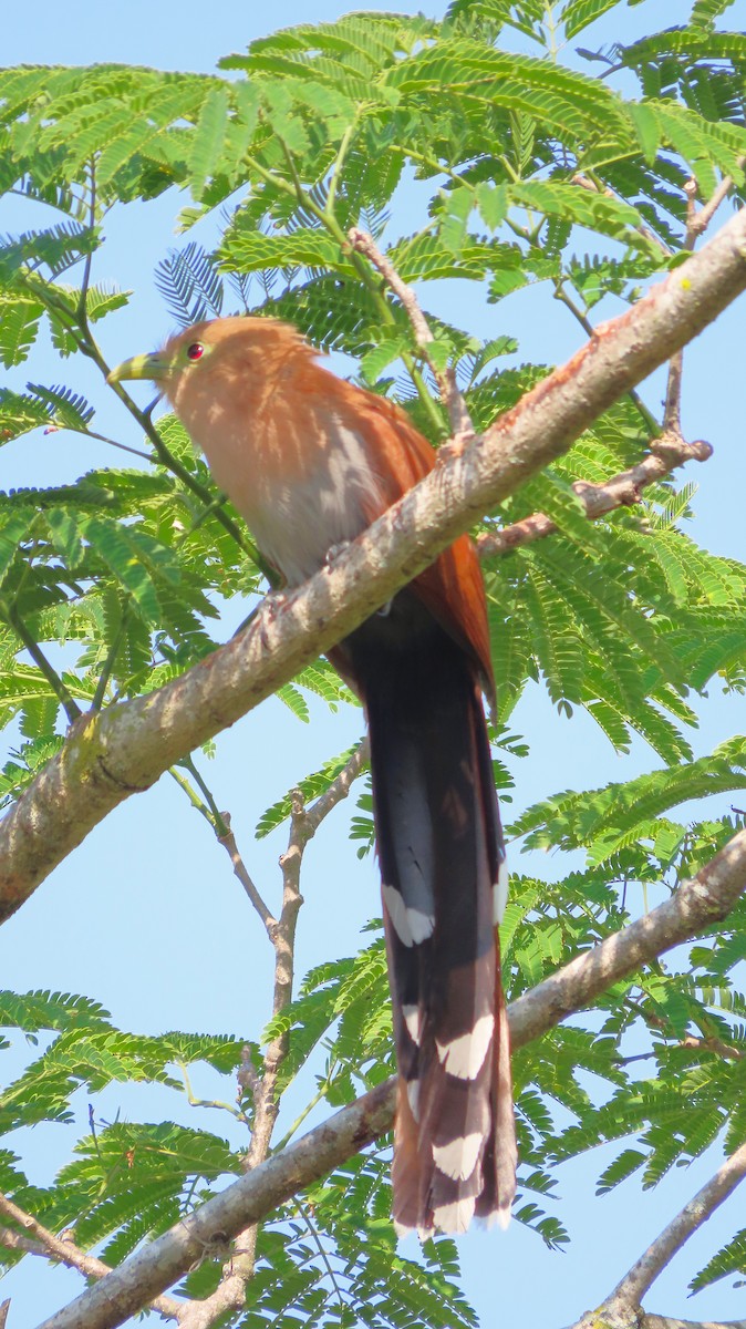 Common Squirrel-Cuckoo - ML657138202