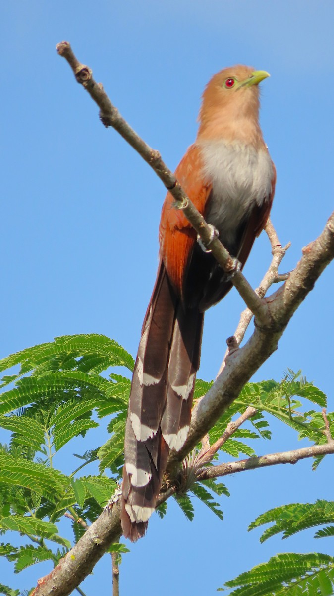 Common Squirrel-Cuckoo - ML657138203