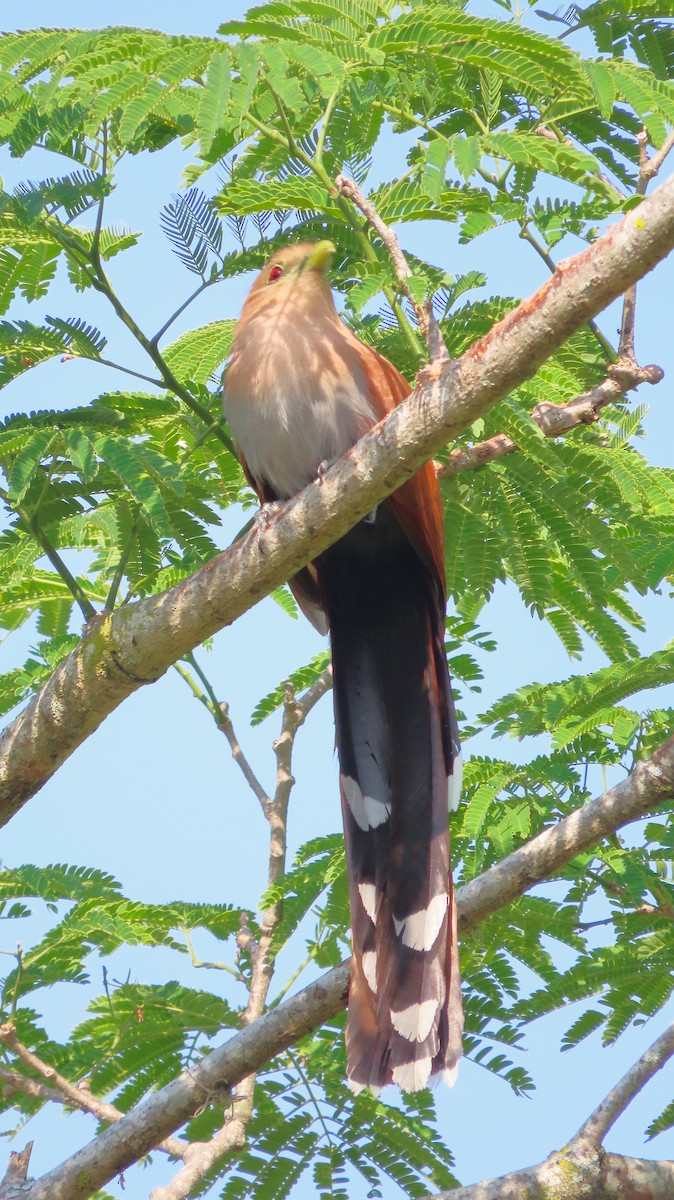 Common Squirrel-Cuckoo - ML657138204