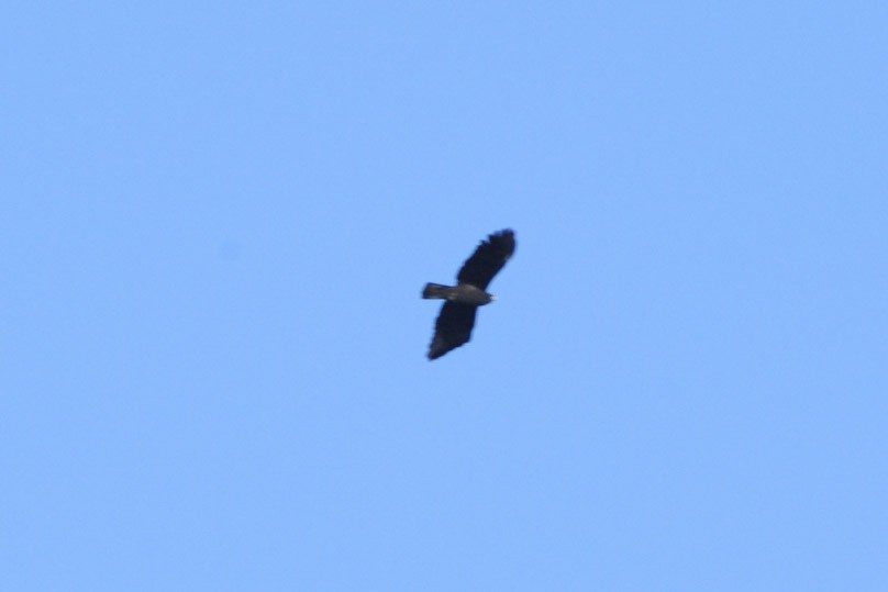 Black Eagle - ML657138469